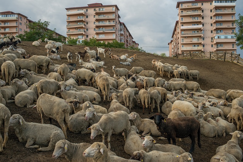 Petrut Calinescu- turme oi